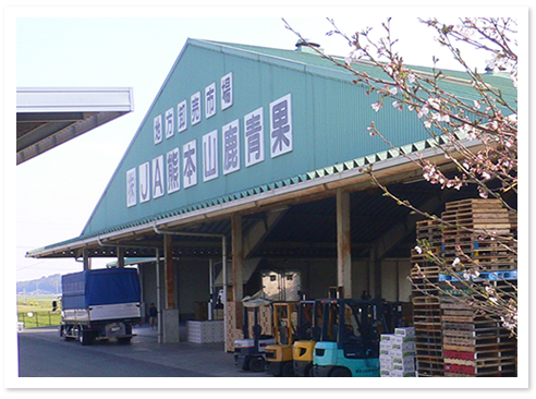 JA熊本山鹿青果　卸売市場